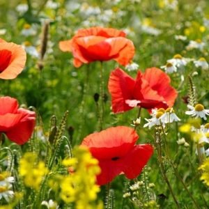 À quelle fréquence refaire sa manucure ou sa pédicure ?